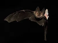Bat
