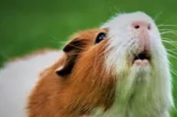 Actual Guinea pig