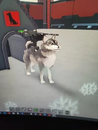 Good army huskey
