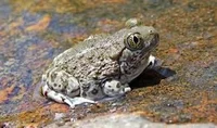 SpadefootToad