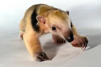 Baby Anteater 