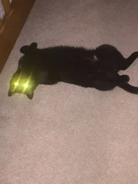 Living with Divineko