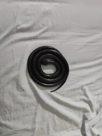 Ivan rubber snake