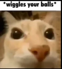 A random cat
