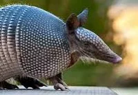 armadillo