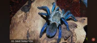Blue tarantula 