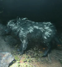 Dark presence wolf