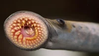 Lamprey
