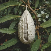 Transform cocoon