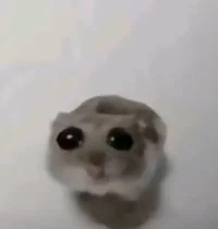 Kai