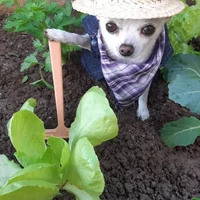 Farmer Dog