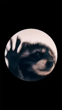 Pedro Racoon