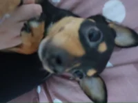 Doggy