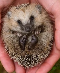 European Hedgehog 