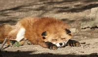 Fox 