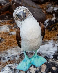 Blue footed booby