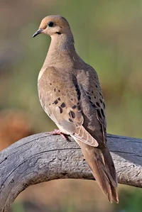 Pet mourning dove