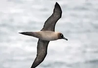 Sooty Albatross 