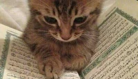 Study kitten 