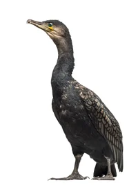 Cormorant 