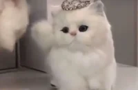 Princess kitty