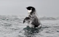 Murrelet chick