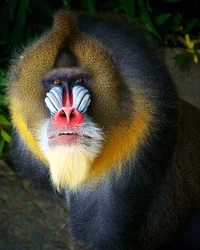 Mandrill