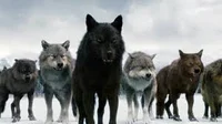 Wolf pack and Cullen
