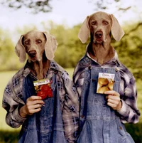 William Wegman