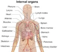 Explore Human Body