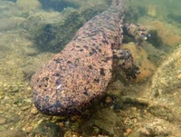 Giant salamander