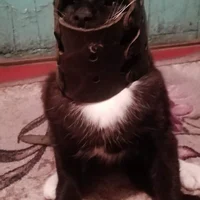 Кирилл Ерофеев