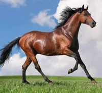 horse