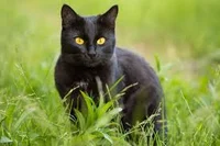 Black Cat
