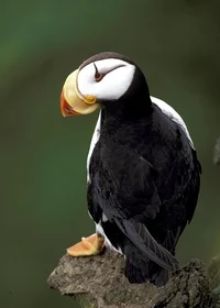 Horned puffin 