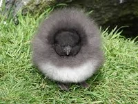 Puffling