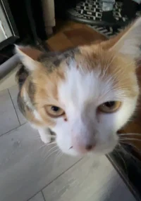 Kitty