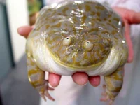 FROG