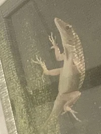 Micheal The Lizzard