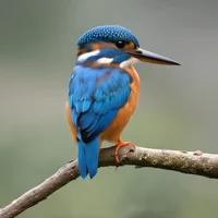 Kingfisher