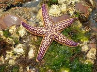 Amur starfish