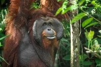Bornean Orangutan