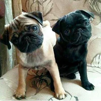 Light and dark pug
