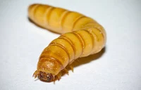 MealWorm