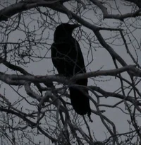 Crow