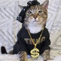 Thug Cat