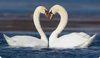 Swan mate