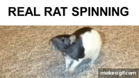 rat