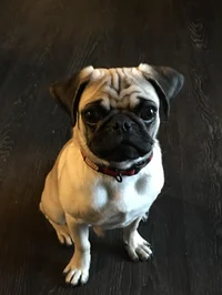 Rocky The Pug