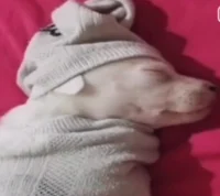 Perro que duerme